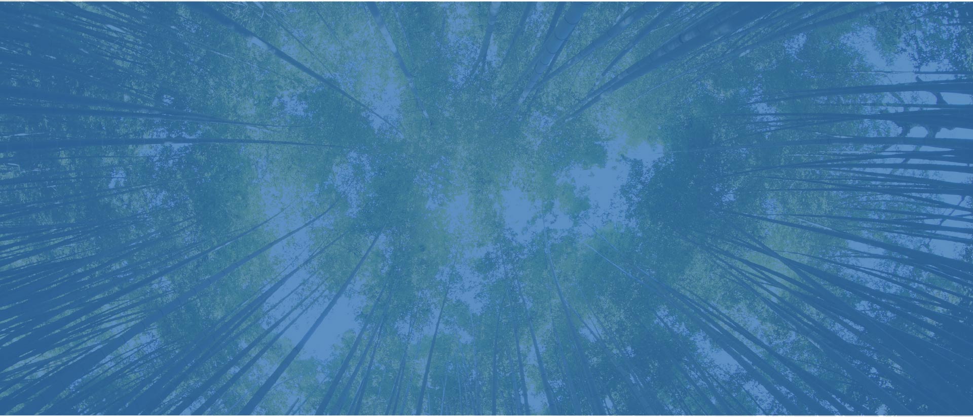 bosque difuminado en azul
