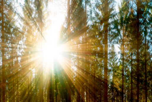 rayos de sol en un bosque